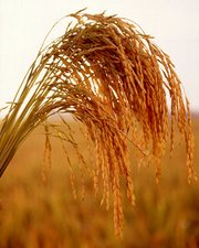 img/daneshnameh_up/0/02/180px_US_long_grain_rice.jpg