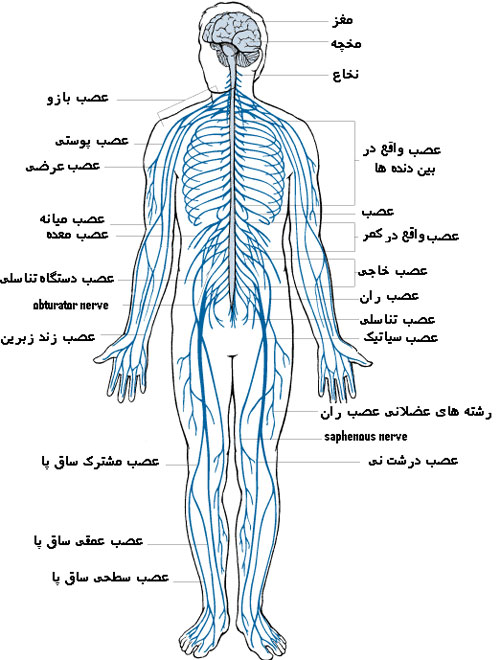 img/daneshnameh_up/0/04/nervoussystematlas2.jpg