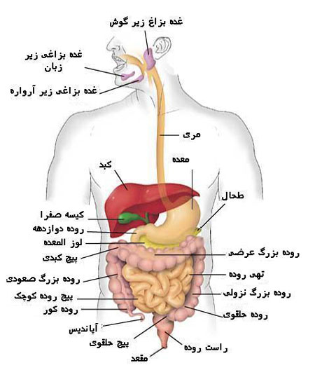 img/daneshnameh_up/1/10/digestion-system3.jpg