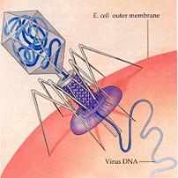 img/daneshnameh_up/1/14/bacteriophage.JPG
