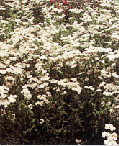 img/daneshnameh_up/3/35/achillea-millefolium-1.gif