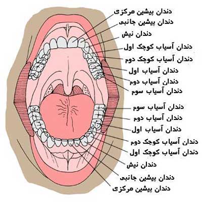 چه تعدادی از هر نوع دندان در دهانتان دارید