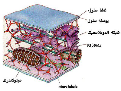 img/daneshnameh_up/4/49/cytoskeletonscan.jpg