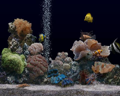 img/daneshnameh_up/4/4a/aquarium-s.jpg