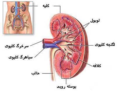 img/daneshnameh_up/5/58/kidney.jpg