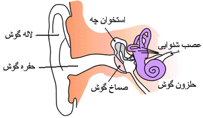 img/daneshnameh_up/6/69/Ear-anatomy2.jpg