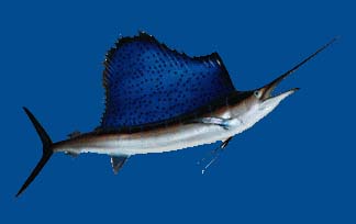 img/daneshnameh_up/8/81/swordfish.jpg