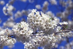 img/daneshnameh_up/a/a7//250pxCherry_tree_blossoms.jpg