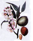 img/daneshnameh_up/b/b6/Prunusdulcis3.jpg