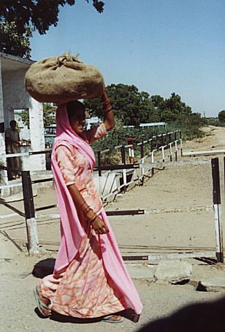 India farm hand