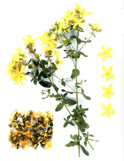 بوته گل راعی (علف چای) Hypericum perforatum