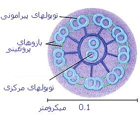 cytoskeleton2.JPG