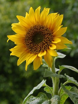 img/daneshnameh_up/d/db/sunflower.jpg