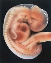 img/daneshnameh_up/e/e3/c-embryo.gif