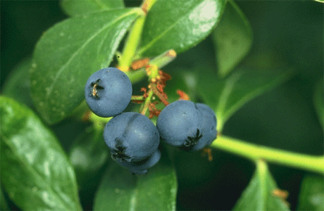 img/daneshnameh_up/f/f6/Blueberries.gif