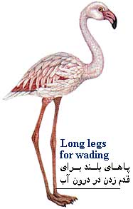 img/daneshnameh_up/f/fa/Flamingo.jpg
