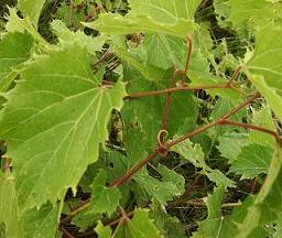 خواص برگ مو 