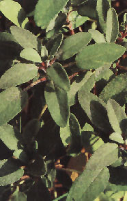 img/daneshnameh_up/1/15/Salviaofficinalis.jpg