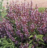 img/daneshnameh_up/4/41/Salviaofficinalis3.jpg